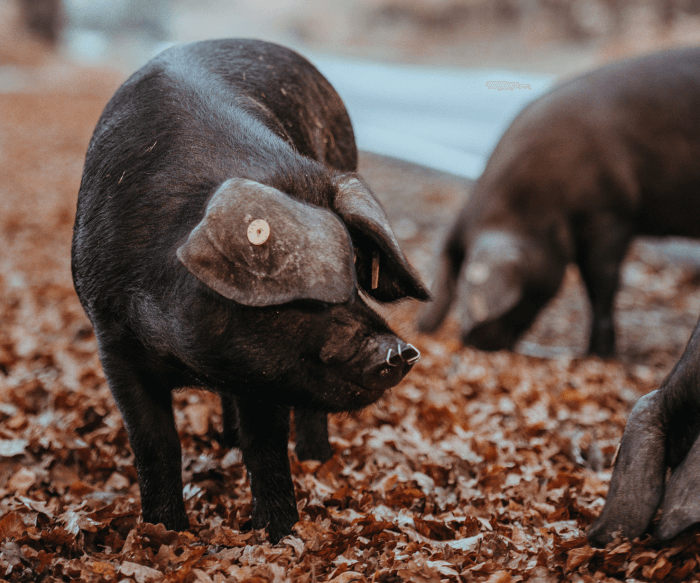 Free Pigs